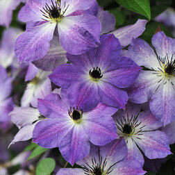 ����  �������� ��������������� ����������, ������ �� 1699 ���