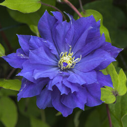 ����  �������� ��������������� ��������, ������ �� 1869 ���