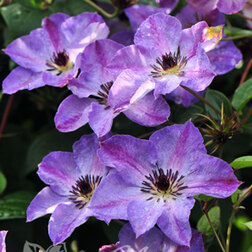 ����  �������� ��������������� ������ ����, ������ �� 1699 ���