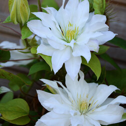 ����  �������� ��������������� Ը�� ���, ������ �� 1699 ���