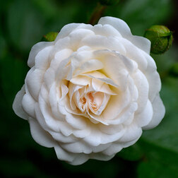 ����  ���� ���������� �������, ������ �� 499 ���