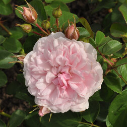 ����  ���� ���������� ���� ������ ������, ������ �� 990 ���