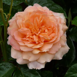 ����  ���� ���������� ���� ����, ������ �� 499 ���