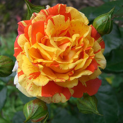 ����  ���� ���������� ���������, ������ �� 499 ���