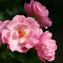 ����  ���� �������� ����������, ������ �� 549 ���