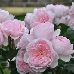 ����  ���� �������� ����������, ������ �� 549 ���