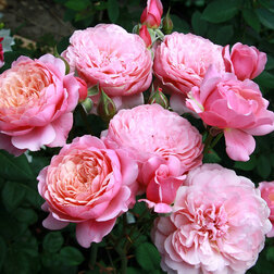 ����  ���� �������� ����� �.�.�����, ������ �� 699 ���