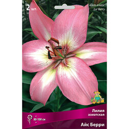 ����  ����� ��������� ��� ����� (2 ��.), ������ �� 306 ���