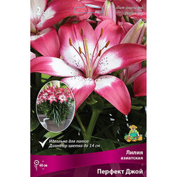 ����  ����� ��������� ��������� ������� ���� (2 ��.), ������ �� 306 ���