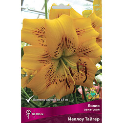 ����  ����� ��������� ������ ������ (2 ��.), ������ �� 438 ���