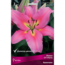 ����  ����� ��-������ �������� (2 ��.), ������ �� 333 ���