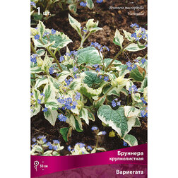 ����  �������� ������������� ���������, ������ �� 697 ���