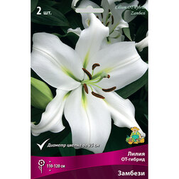 ����  ����� ��-������ ������� (2 ��.), ������ �� 333 ���