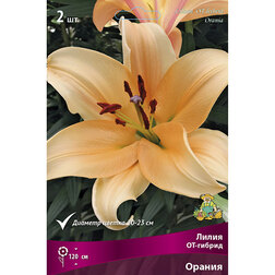 ����  ����� ��-������ ������ (2 ��.), ������ �� 421 ���