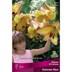 ����  ����� ��-������ ������� ��� (2 ��.), ������ �� 421 ���