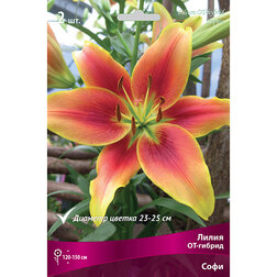 ����  ����� ��-������ ���� (2 ��.), ������ �� 414 ���