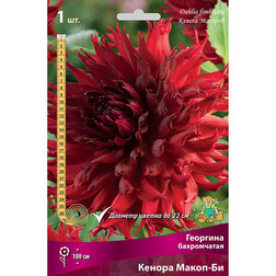 ����  �������� ����������� ������ �����-�� (1 ��.), ������ �� 620 ���