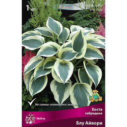 ����  ����� ��������� ��� ������, ������ �� 552 ���