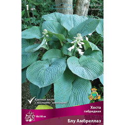 ����  ����� ��������� ��� ���������, ������ �� 489 ���