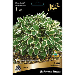 ����  ����� ��������� ������� ����� *, ������ �� 501 ���