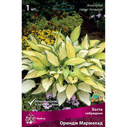 ����  ����� ��������� ������ ��������, ������ �� 552 ���