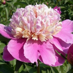 ����  ����� ����������� ���� ������, ������ �� 799 ���