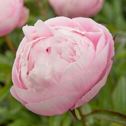 ����  ���� ����������� ������ �������� �. ��������, ������ �� 867 ���