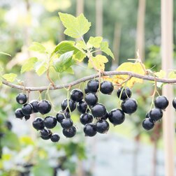 ����  ��������� ������ ��������� �����, ������ �� 259 ���