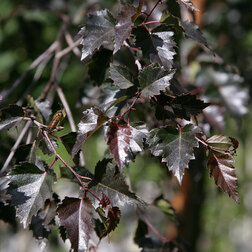 ����  ����� �������� ��������, ������ �� 527 ���