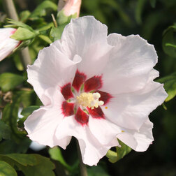 ����  �������� ��������� ��������, ������ �� 663 ���