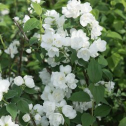 ����  ������ ������� ��� �����, ������ �� 510 ���