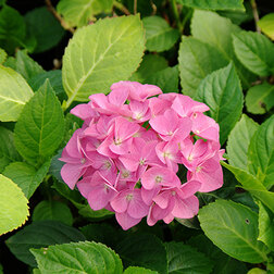 ����  ��������� �������������� �������, ������ �� 612 ���