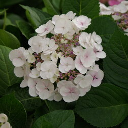 ����  ��������� �������������� �������, ������ �� 612 ���