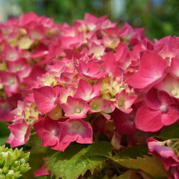 ����  �������������� ��������� ��������, ������ �� 612 ���