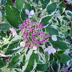 ����  ��������� �������������� ��������, ������ �� 612 ���