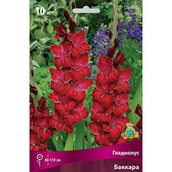 ����  ��������� �������, ������ �� 476 ���