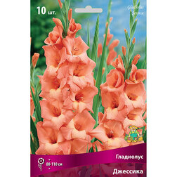 ����  ��������� ��������, ������ �� 382 ���