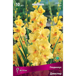 ����  ��������� �������, ������ �� 382 ���