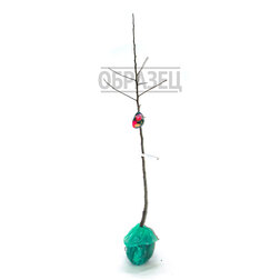      ( ) ( 54-118 .),   648 