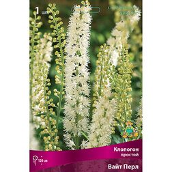 ����  �������� ������� ���� ����, ������ �� 535 ���