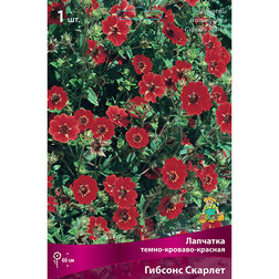 ����  �������� ����-�������-������� ������ �������, ������ �� 450 ���