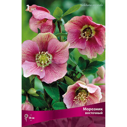 ����  �������� ���������, ������ �� 606 ���