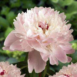 ����  ���� ����������� ������, ������ �� 799 ���