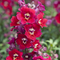 ����  ������� ��� ��������� ��� (1��-1000��) ���������������� ������, ������ �� 2464 ���