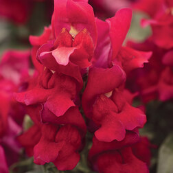 ����  ������� ��� ������� ��� (1��-1000��) ���������������� ������, ������ �� 2080 ���