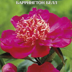 ����  ���� ����������� ���������� ����, ������ �� 629 ���