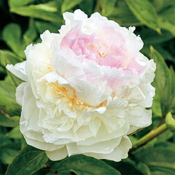 ����  ���� ����������� ���� ����, ������ �� 1785 ���