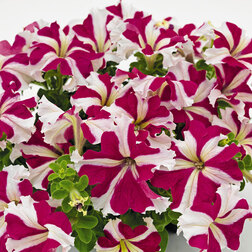 ����  ������� ����������� �������� ���� ���� (1��-1000��) ���������������� ������, ������ �� 2080 ���