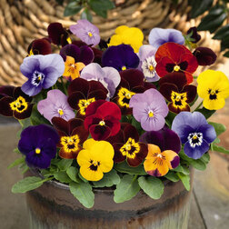 ����  ������ ������� ������ ����� ���� (1��-100��) ���������������� ������, ������ �� 576 ���