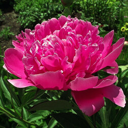 ����  ���� ����������� ������� �� �� ����, ������ �� 629 ���